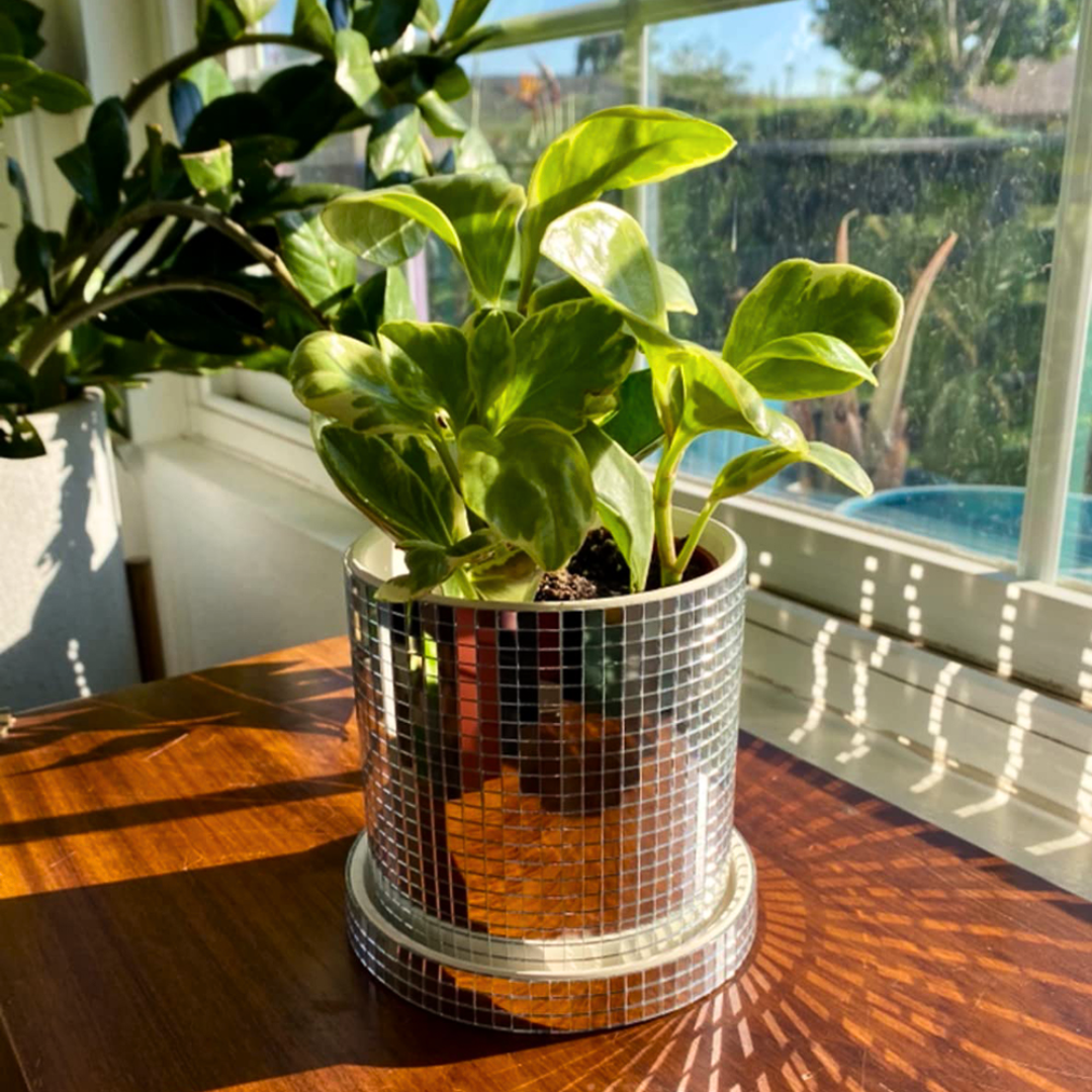 Disco Plant Pot